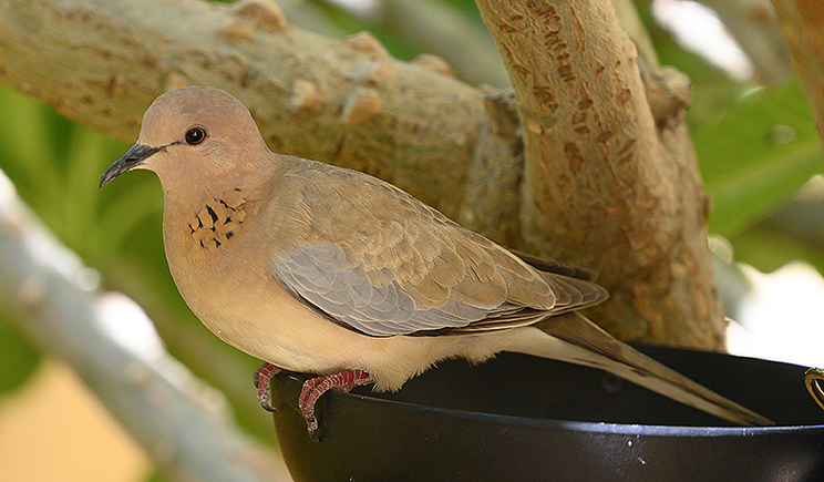 Laughing Dove